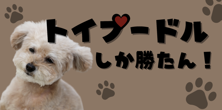 トイプードルしか勝たん！